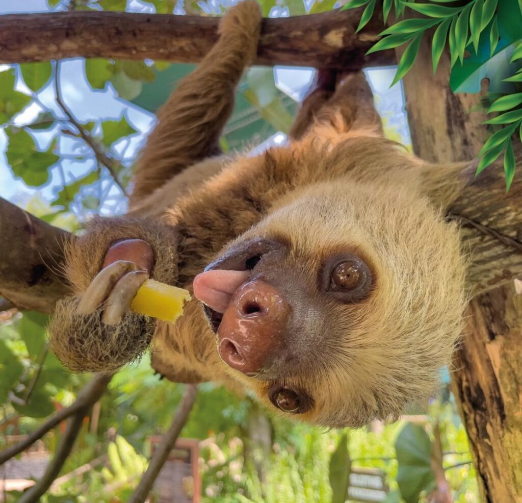 Amazing Adventures by Greddy in Playa Hermosa,Guanacaste, Costa Rica - greddytours.com