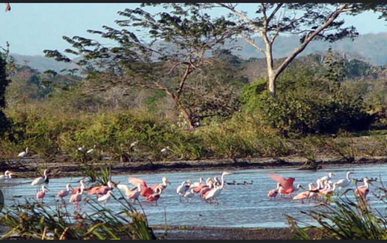 Amazing Adventures by Greddy in Playa Hermosa,Guanacaste, Costa Rica - greddytours.com